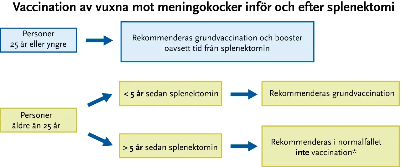 Vaccinationsrekommendationer mot meningokocker för vuxna. För personer 25 år eller yngre rekommenderas grundvaccination och booster. För äldre än 25 år beror det på tiden sedan splenektomi.