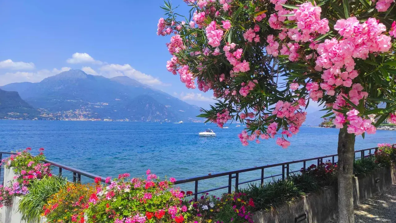 Ein blühender Oleander überragt den See. Bunte Blumen säumen den Weg, como see. Berge im Hintergrund.