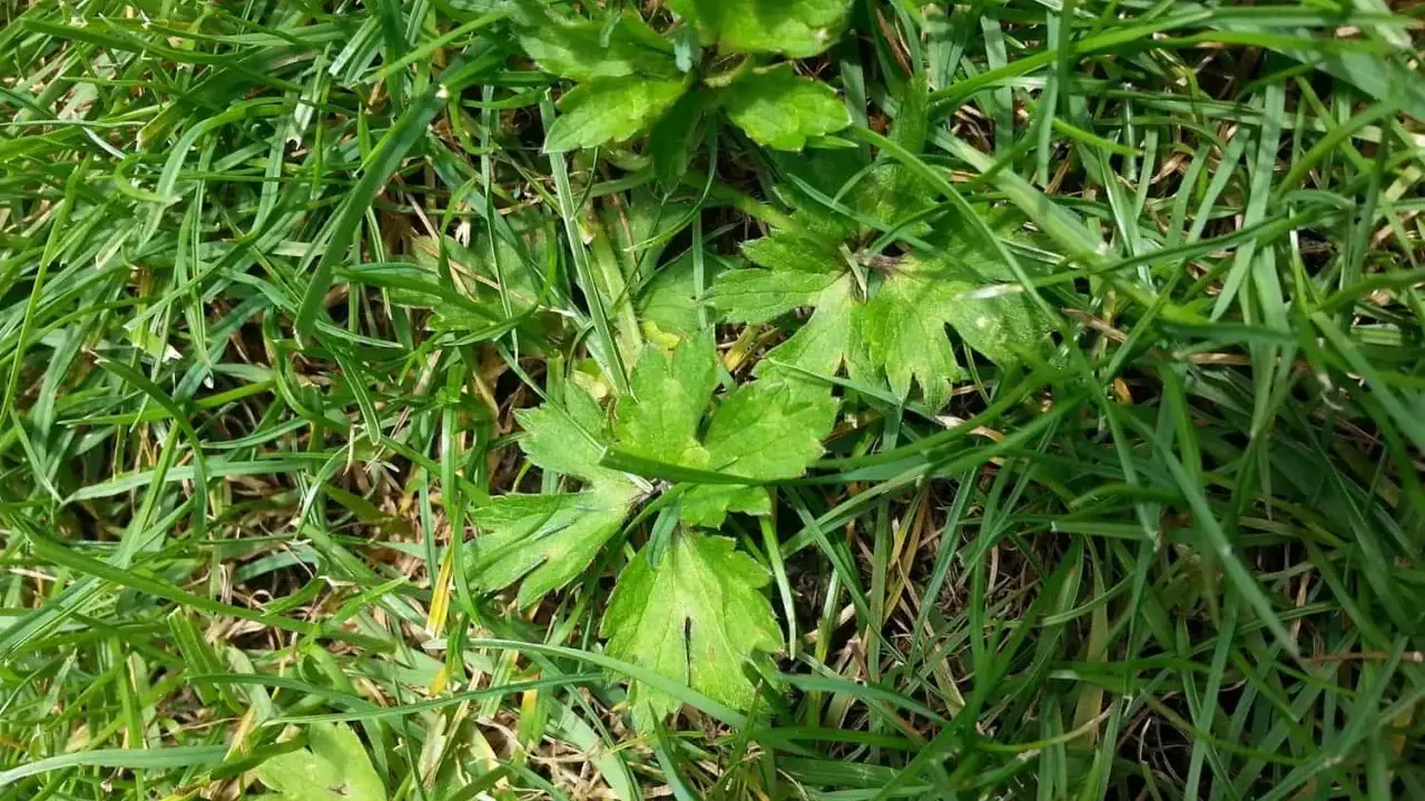 Plantes vertes aux feuilles découpées se mêlant à la ronse herbe.