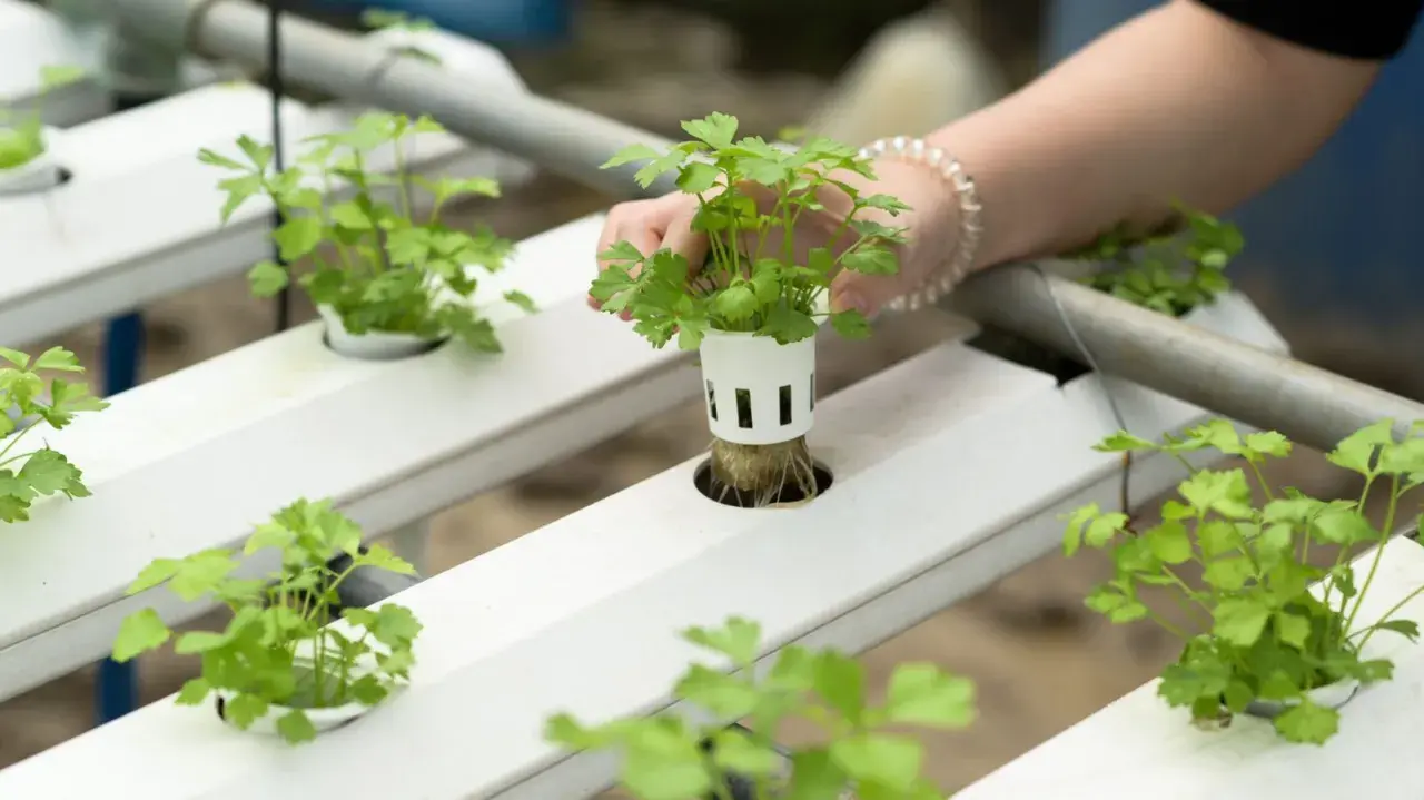 Maintenant, une main ajuste une jeune plante dans un système de culture hydroponique étape par étape.