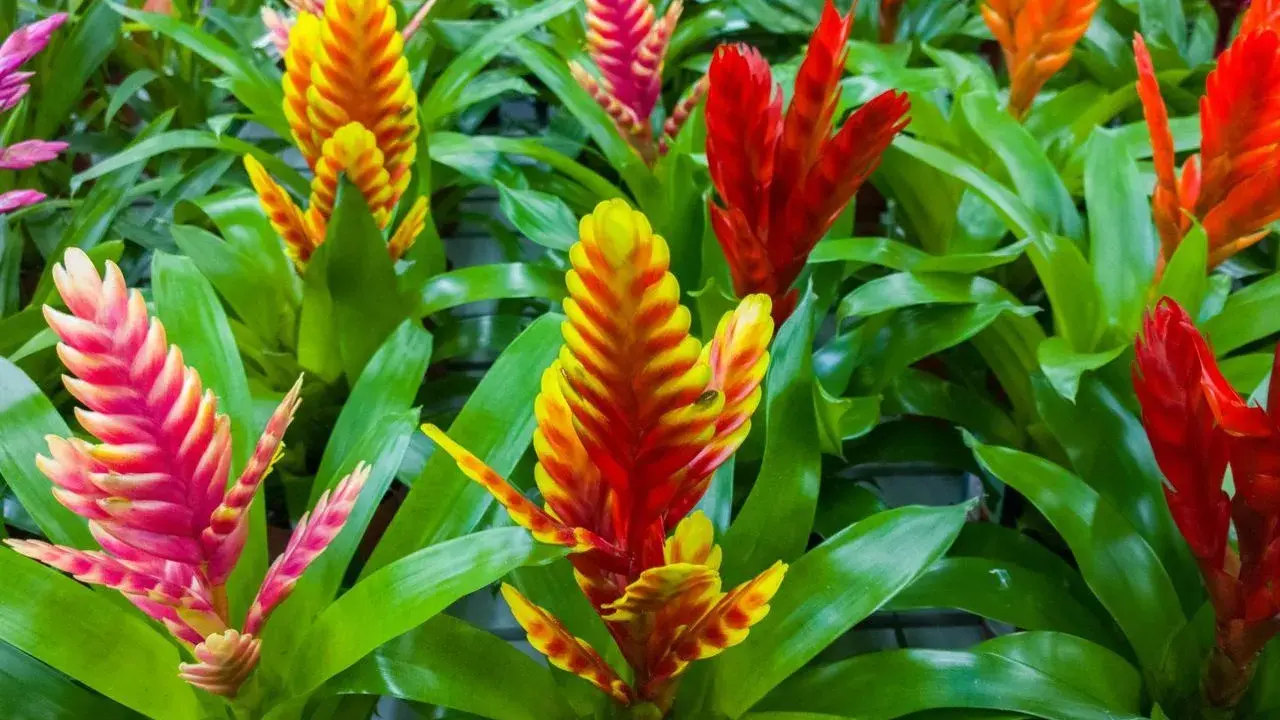Kolorowe kwiatostany bromelii, jak pielęgnować te egzotyczne piękności? Jasne, soczyste liście i ogniste barwy kwiatów.