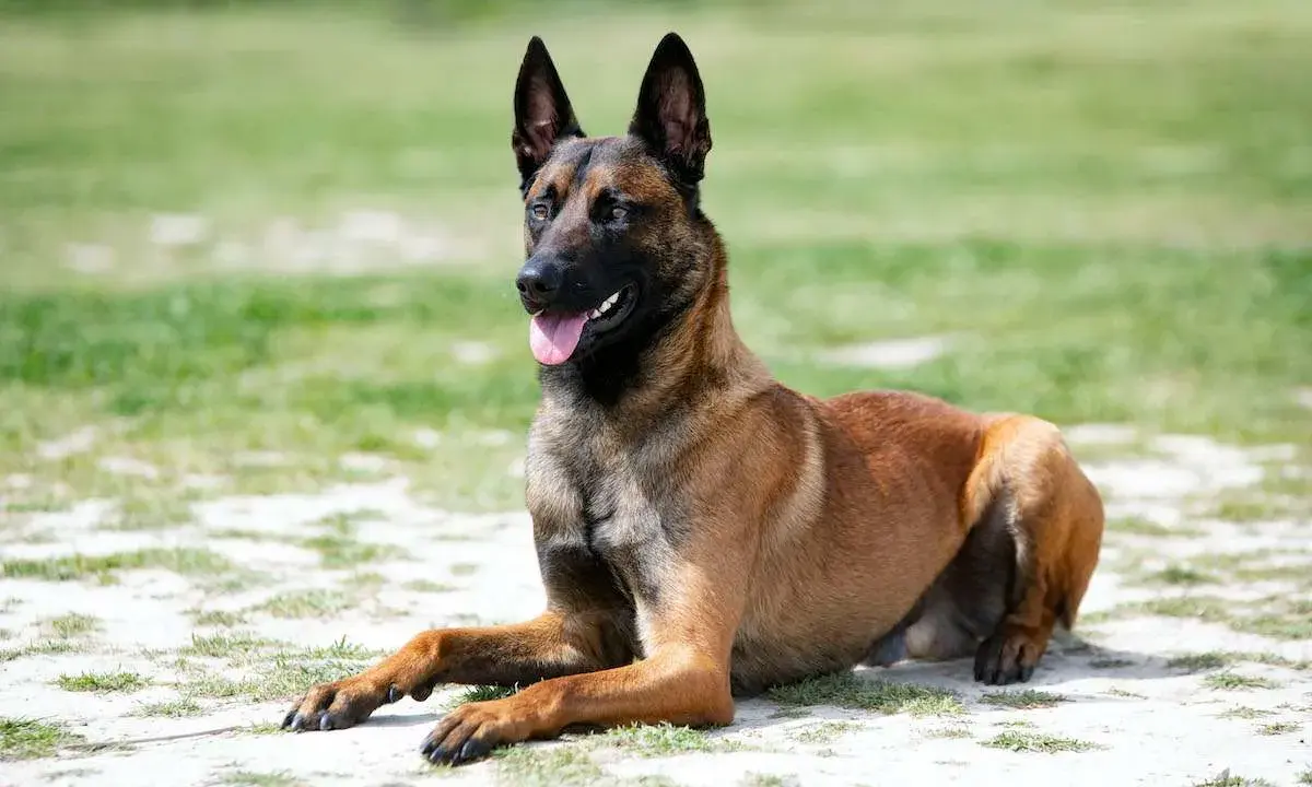 Un Malinois au repos, langue pendante. Son regard vif trahit son énergie, mais même ce chien puissant a un point faible : la chaleur.