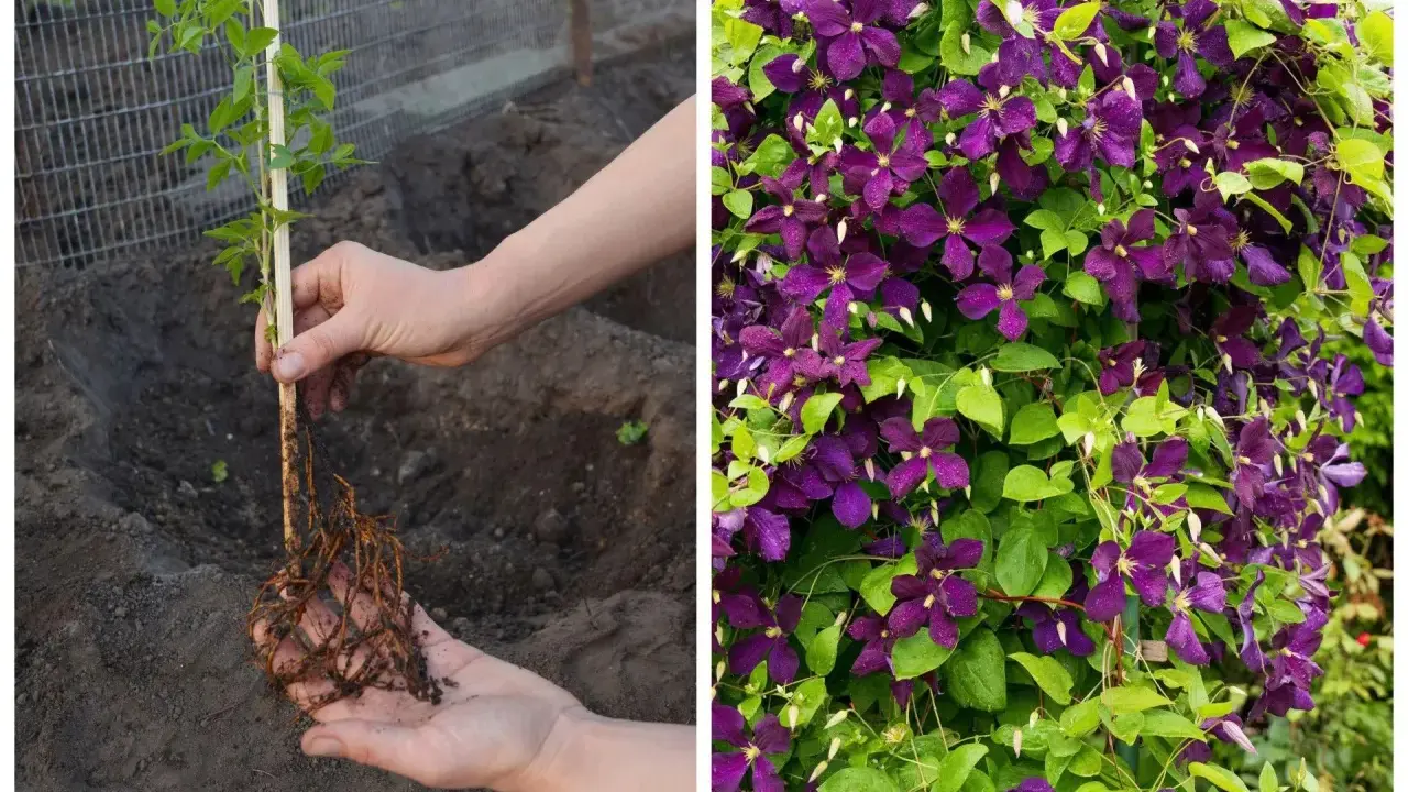 Sadzenie powojnika: młoda sadzonka z korzeniami w dłoniach i kwitnący clematis uprawa.
