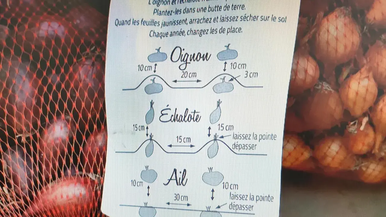Conseils pour savoir quand récolter les échalotes : arrachez-les quand les feuilles jaunissent et laissez-les sécher. L'image montre aussi la plantation d'oignons et d'ail.