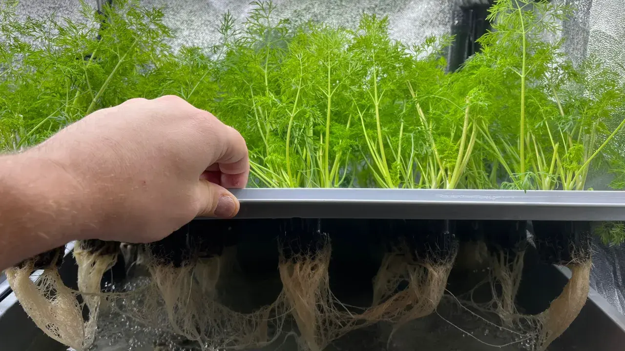 En hand lyfter en bricka med frodiga gröna plantor. Under brickan syns ett nätverk av vita rötter som växer i vatten, ett tydligt exempel på hur man kan odla i vatten.