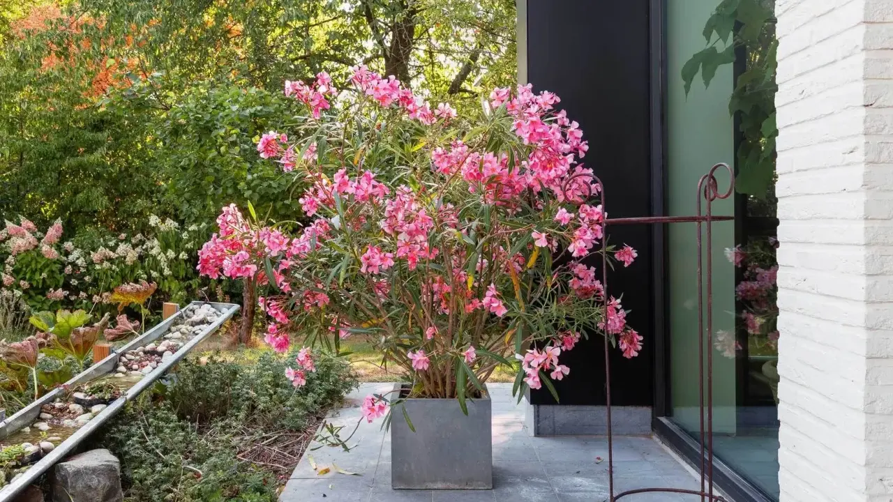 Ein üppiger Oleander im grauen Kübel, bereit zum Oleander umtopfen. Im Hintergrund ein moderner Garten mit Wasserspiel.
