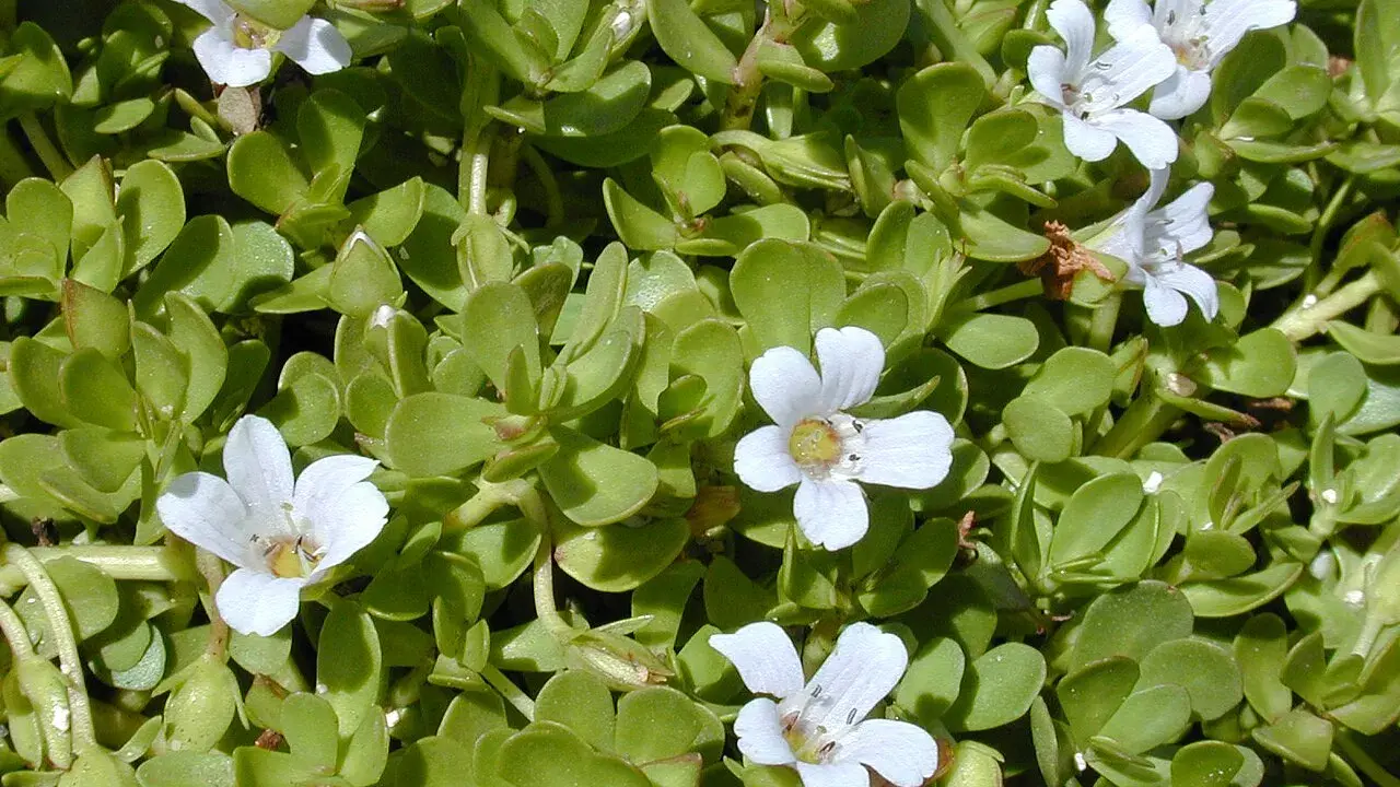 Plantes de bacopa aux petites fleurs blanches, évoquant les nombreux bacopa bienfaits pour la mémoire et la concentration.