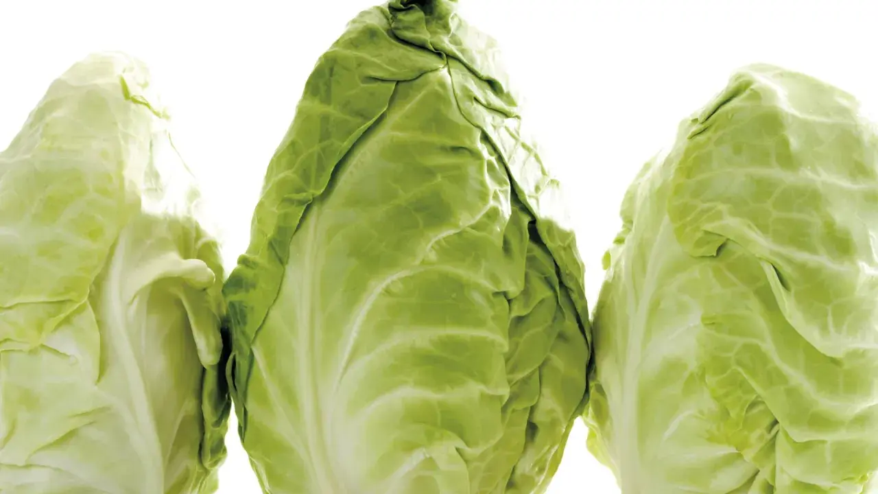 Drei frische Spitzkohle, bereit für die Lagerung. So einfach ist spitzkohl einfrieren für später.