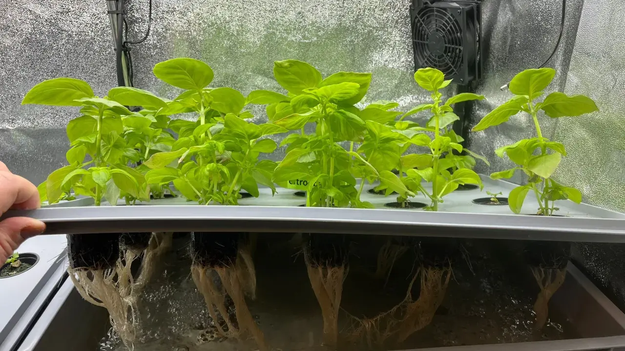 Gröna basilika plantor växer i ett hydroponiskt system. Rötterna hänger ner i näringslösningen.