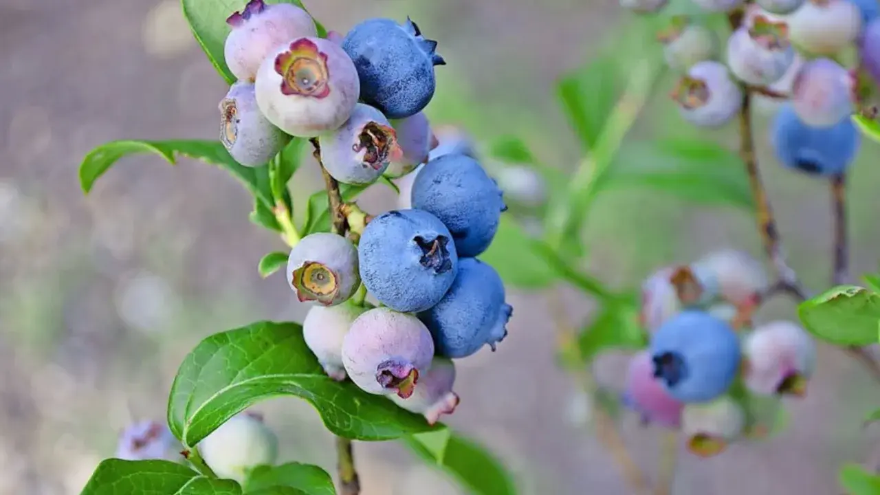 Reife und unreife Heidelbeeren an einem Strauch. Bald können diese leckeren Beeren geerntet werden, wenn man Heidelbeeren pflanzt.