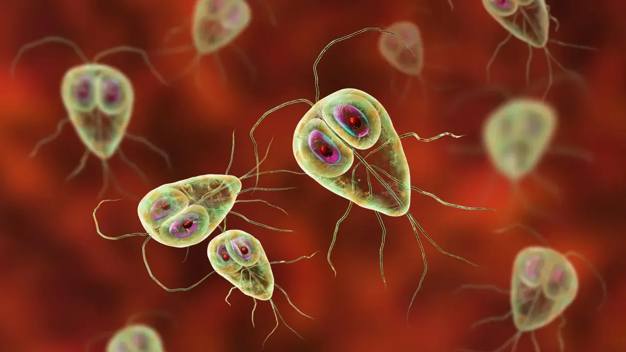 Trofzoity Giardia lamblia, pasożyty jelitowe, na czerwonym tle.