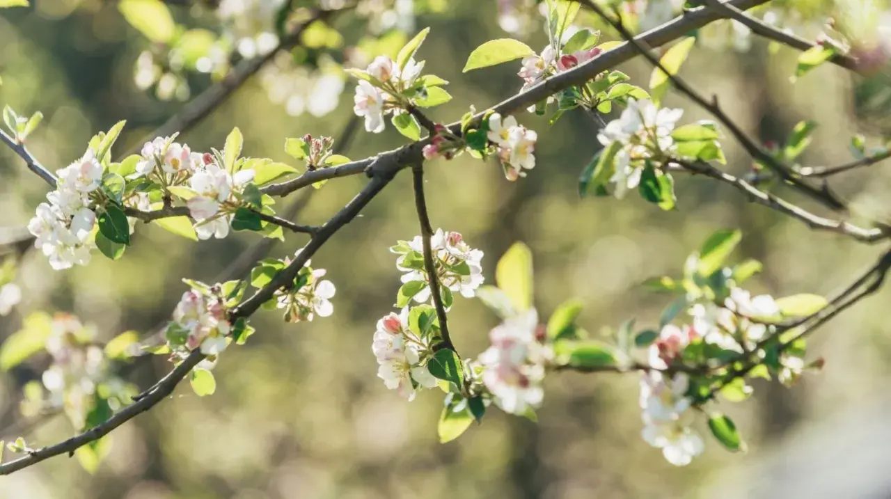 Un pommier en fleur, ses branches chargées de délicates fleurs blanches et roses, baignées de lumière douce.