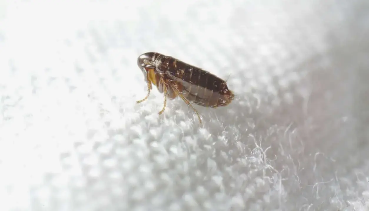 Puce sur un tissu blanc. Le vinaigre blanc est une solution naturelle contre les puces dans la maison.