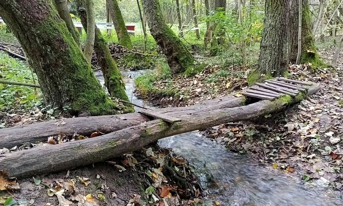 Mostek z pni drzew nad strumieniem w dolinie kluczwody. Jesienne liście, mech na drzewach.