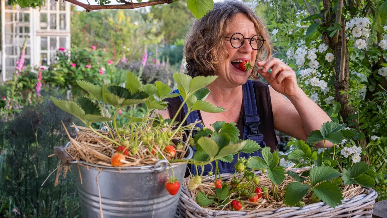 Frau genießt frisch gepflückte Erdbeeren aus ihrem Garten. Die Freude am Erdbeeren pflanzen ist ihr ins Gesicht geschrieben.