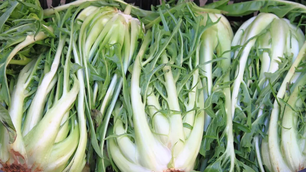 Des endives belges, parfaites pour une salade cornet d'Anjou croquante et savoureuse.