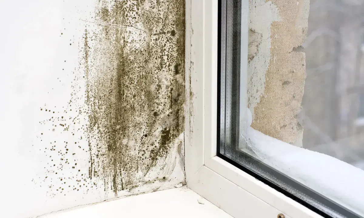Moisissure sur un mur près d'une fenêtre, signe d'un point de rosée maison mal géré. L'humidité s'est accumulée, favorisant la croissance fongique.