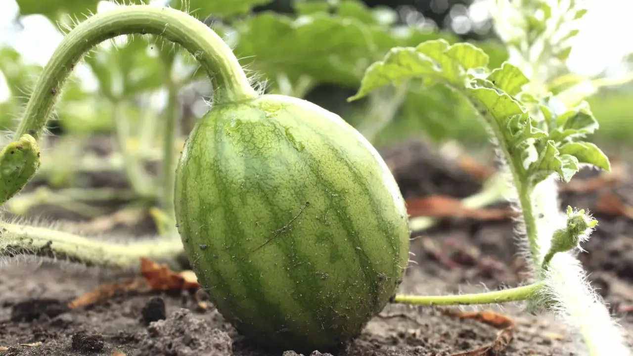 Kleine, grüne Wassermelone wächst am Boden. Die ersten Anzeichen, dass das Wassermelone pflanzen erfolgreich war.