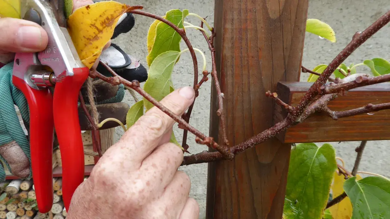 Gärtner bereitet das kiwi schneiden vor, hält eine Gartenschere und zeigt auf einen Ast.