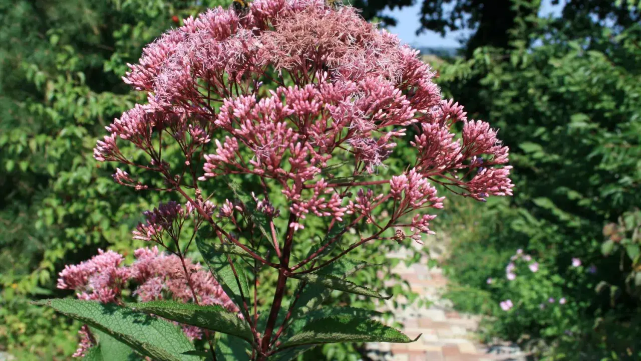 Ein üppiger Wasserdost-Standort mit rosa Blütenständen und grünen Blättern. Ein Weg aus Ziegelsteinen führt durch den Garten.