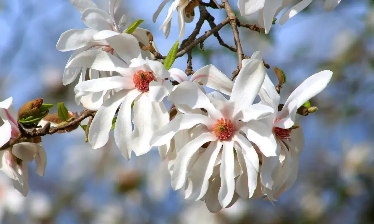 Delikatne, białe kwiaty magnolii, jedne z najpiękniejszych magnolii odmian, rozkwitają na tle błękitnego nieba.