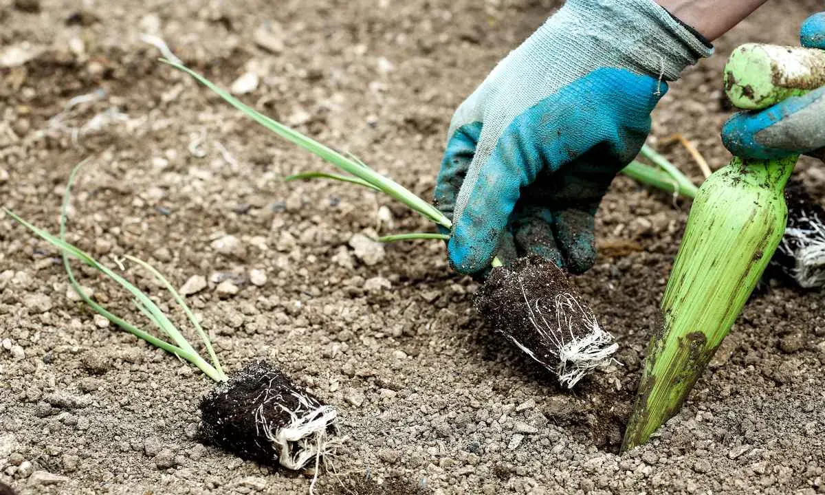 Mains gantées plantant des jeunes poireaux en motte dans la terre. C'est le bon moment pour savoir quand planter les poireaux d'hiver.
