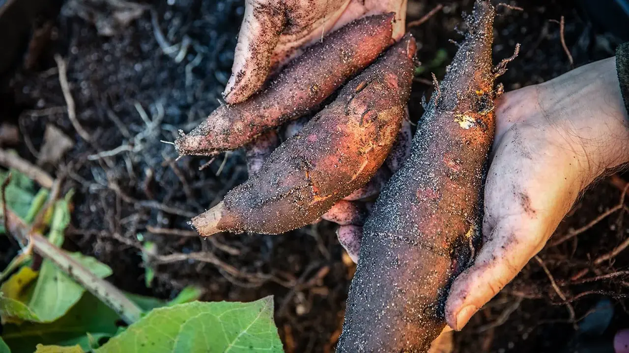 Mains terreuses tenant plusieurs poires de terre fraîchement récoltées, encore couvertes de terre et de racines.