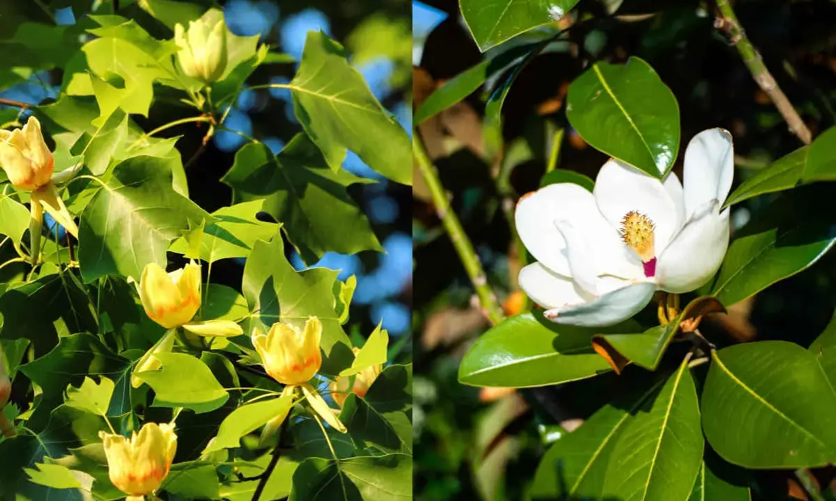 Gros plan sur des fleurs de tulipier jaune et une fleur de magnolia blanche, entourées de feuilles vertes.