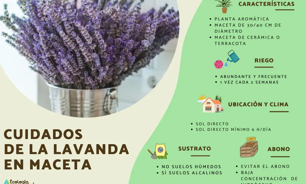 Ramo de lavanda en maceta metálica, con consejos sobre cuidados, riego, ubicación, sustrato y abono para la lavanda.