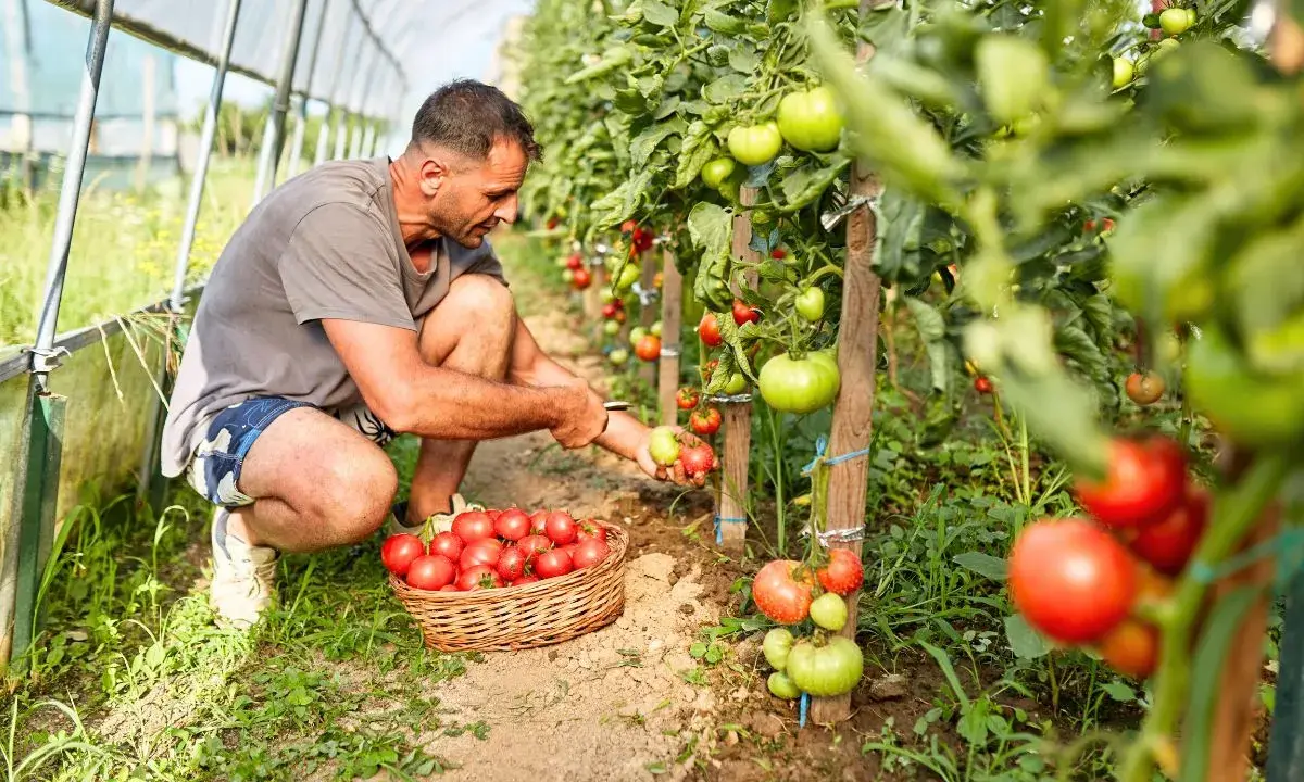 Un homme récolte des tomates mûres dans une serre. La plantation de tomates est luxuriante et promet une belle récolte.
