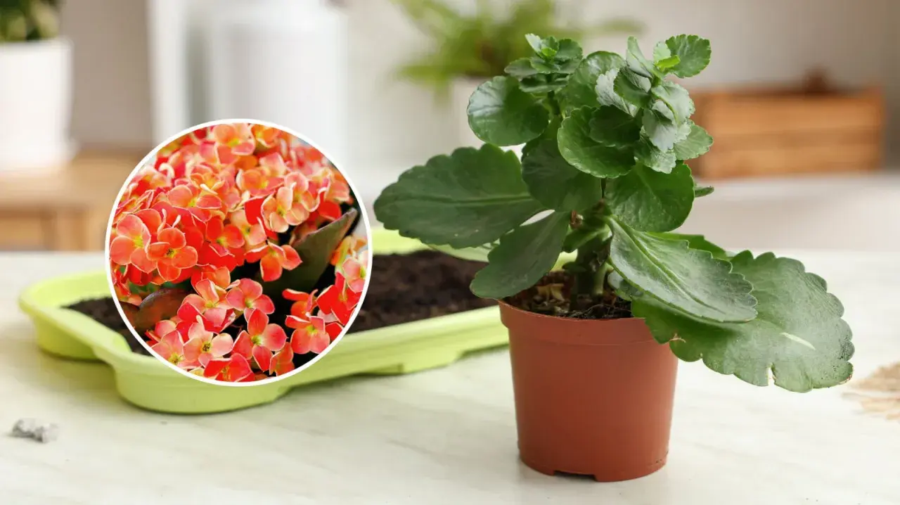 Kalanchoe jak dbać: zielona roślina w doniczce obok zbliżenia na jej pomarańczowe kwiaty.