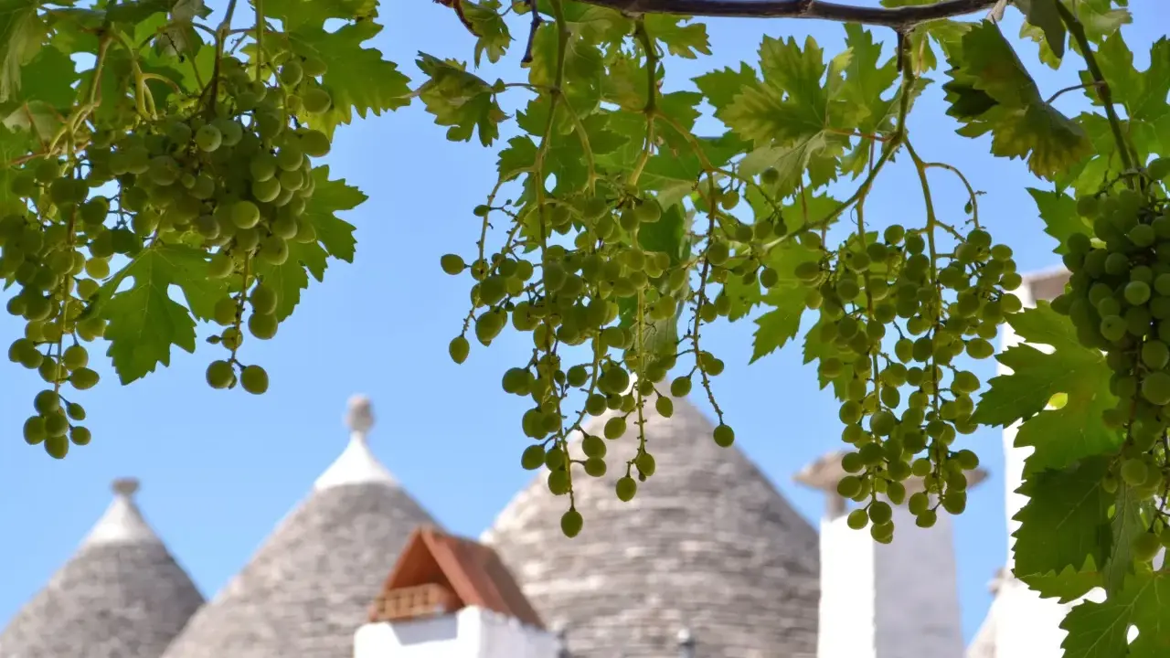 Grappoli d'uva verde pendono da un ramo, con i tetti conici dei borghi puglia sullo sfondo.
