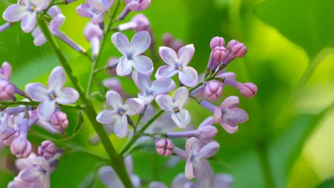 Delicate lilac blossoms, a sign that lilac bushes bloom in spring, unfurl their pale purple petals against a soft green background.