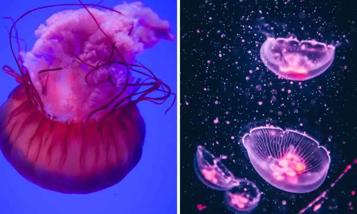 Due meduse, una grande rosa su sfondo blu e altre più piccole e trasparenti su sfondo scuro, sembrano danzare nell'acqua.