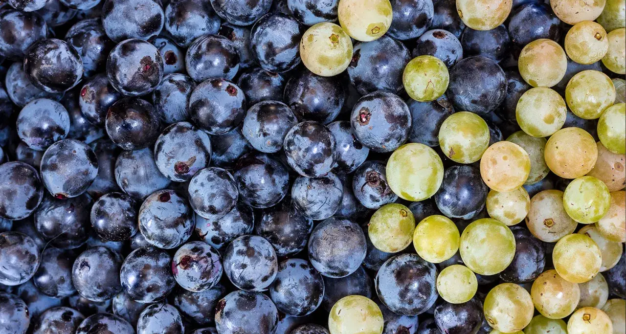 Nahaufnahme von dunklen und hellen Trauben, die an die Herstellung von Wein mit Sulfite erinnern.