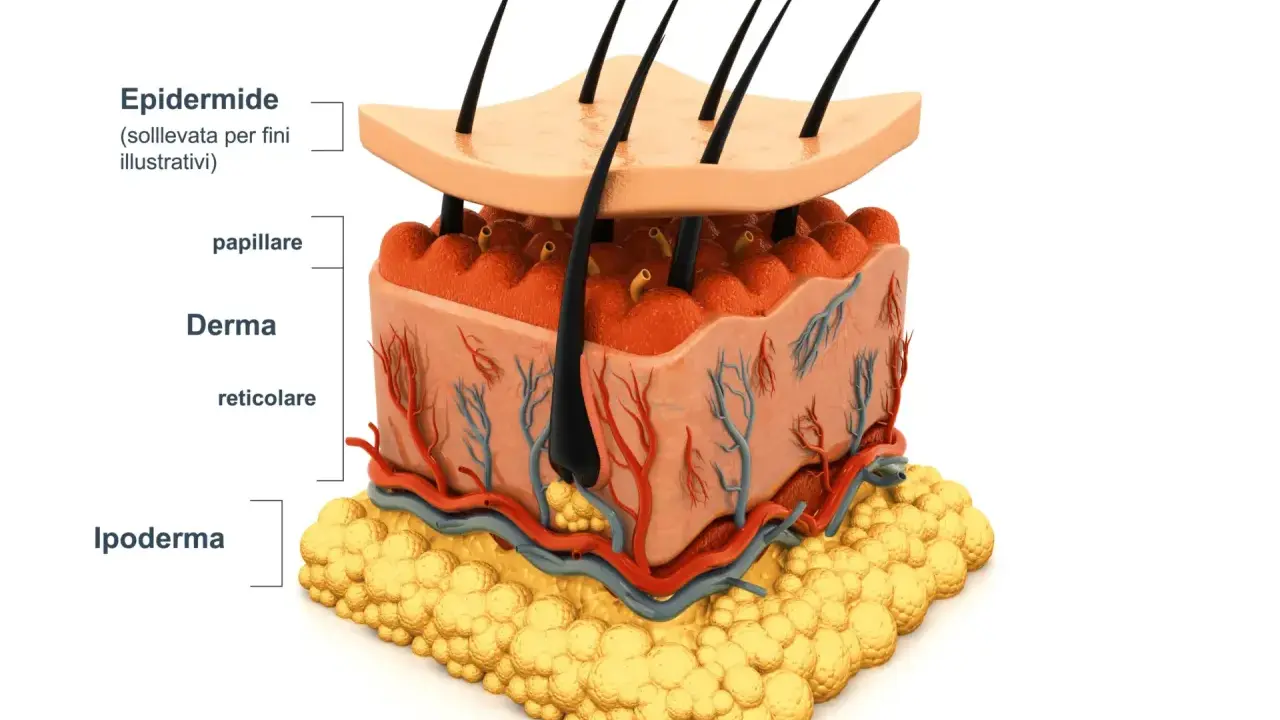 Sezione della pelle: epidermide, derma con vasi sanguigni e follicoli piliferi, e ipoderma adiposo.