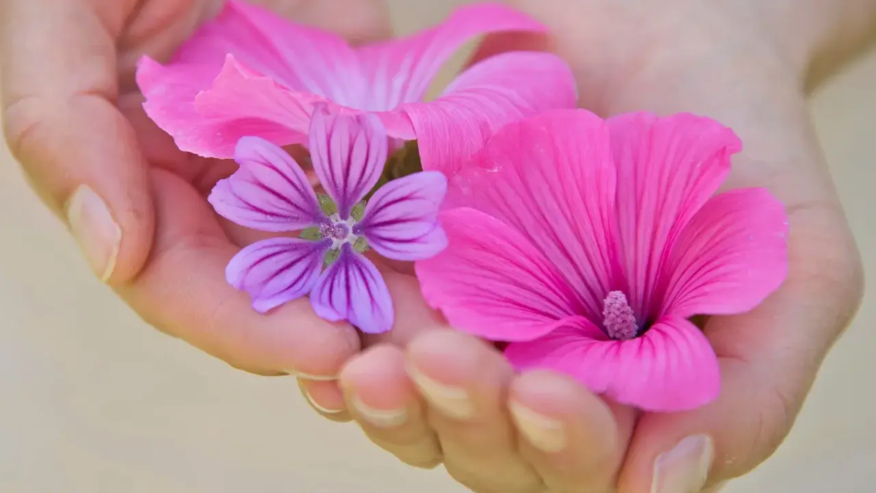 Zarte Hände halten pinke und lila Blüten. Die Malve wirkt beruhigend auf die Psyche, wie diese sanften Farben.