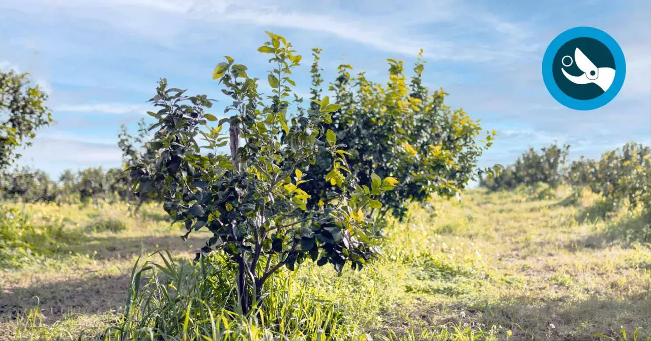 Joven limonero en un campo soleado, listo para aprender como podar un limonero y crecer fuerte.