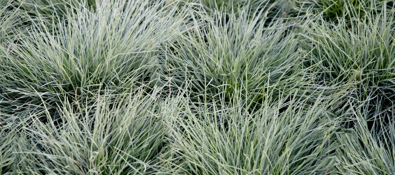 Gros plan sur des touffes de fetuque bleu, une graminée ornementale facile d'entretien, aux fines feuilles bleutées.