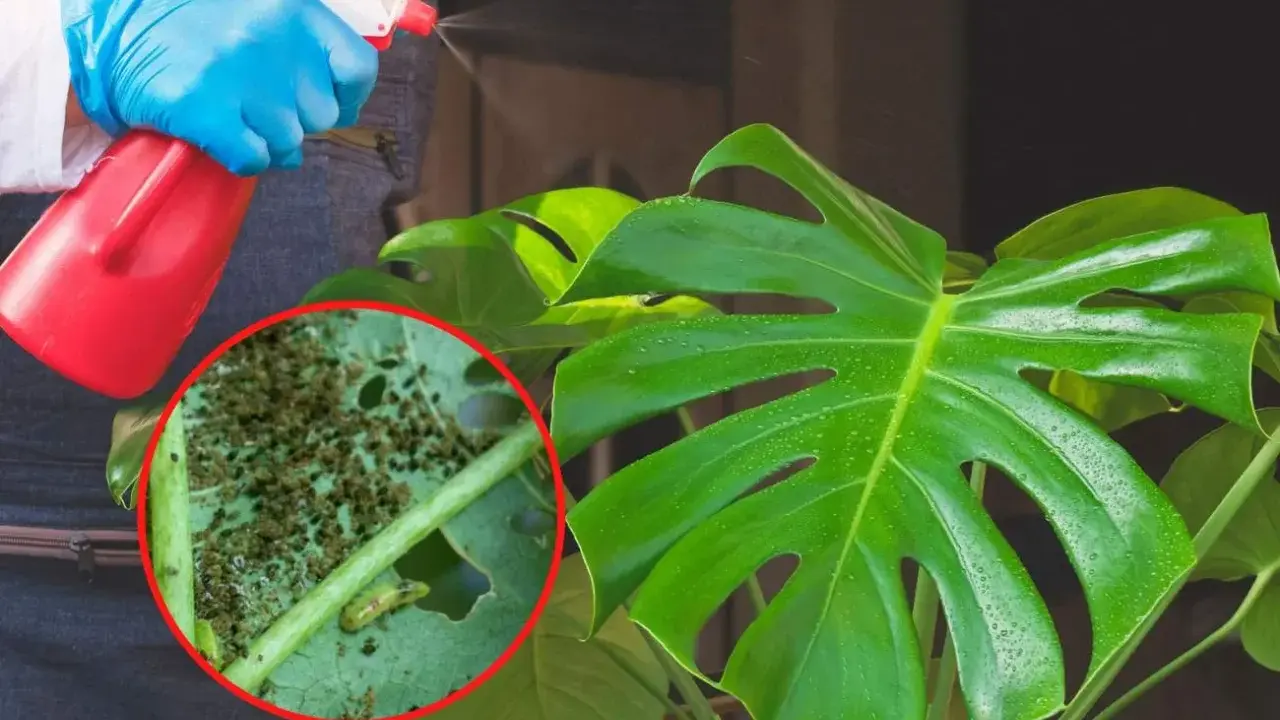 Osoba w niebieskich rękawiczkach opryskuje monstera, na której liściach widać skupiska wciornastków.