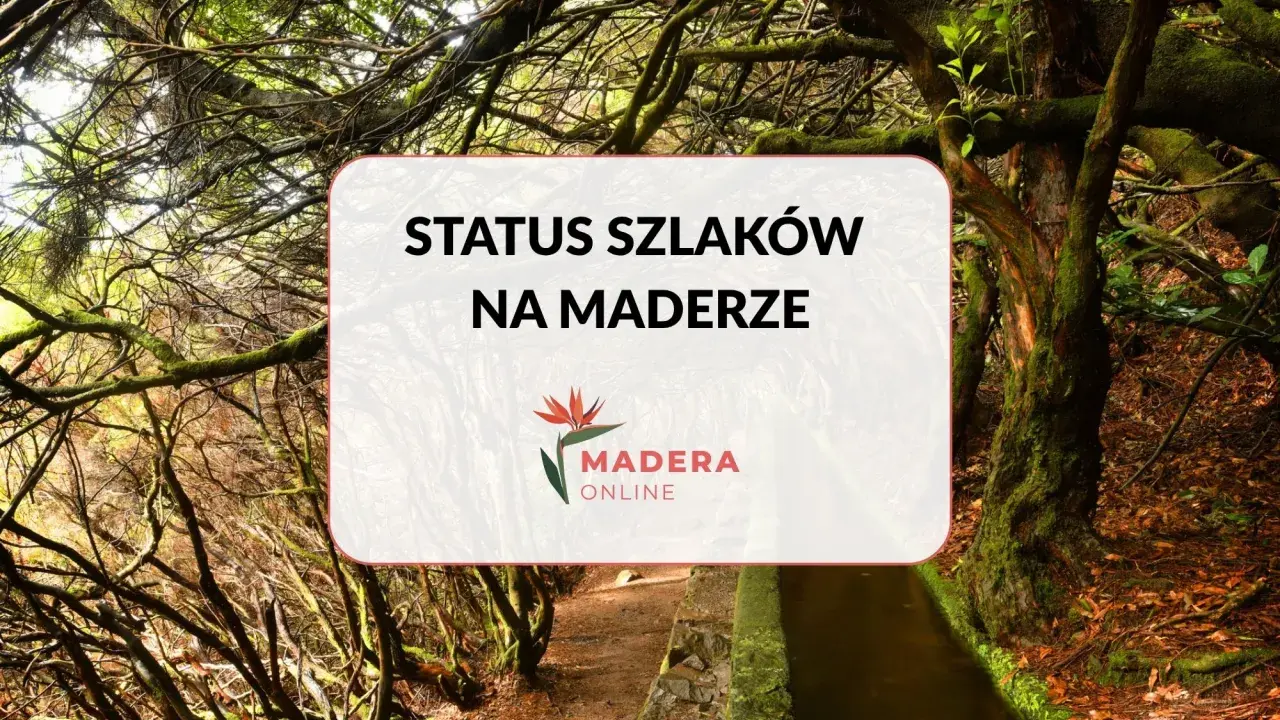 Sprawdź, czy szlaki turystyczne są otwarte na Maderze. Zdjęcie przedstawia ścieżkę wśród bujnej, mszystej roślinności.