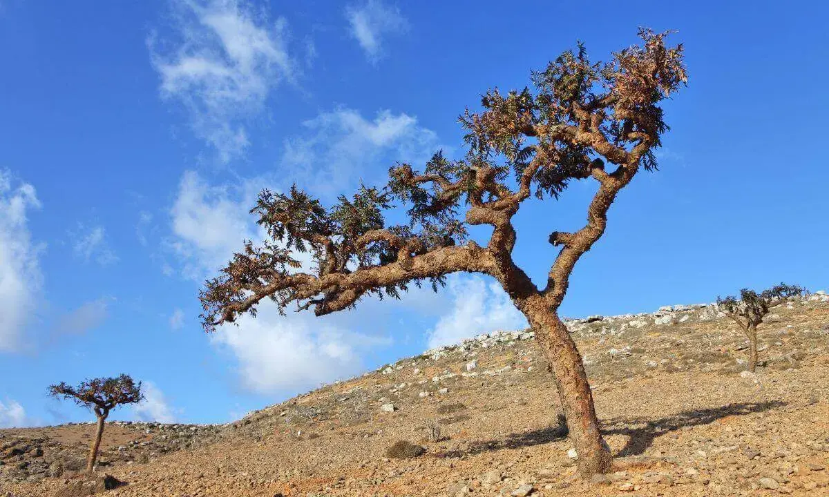 Bäume auf felsigem Hang unter blauem Himmel. Hier wächst der Weihrauchbaum, dessen Harz für Räucherwerk verwendet wird.