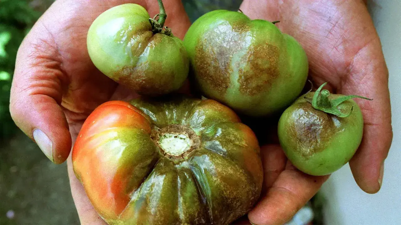 Hände halten grüne und rote Tomaten mit braunen Flecken, Anzeichen von Phytophthora an Tomaten.