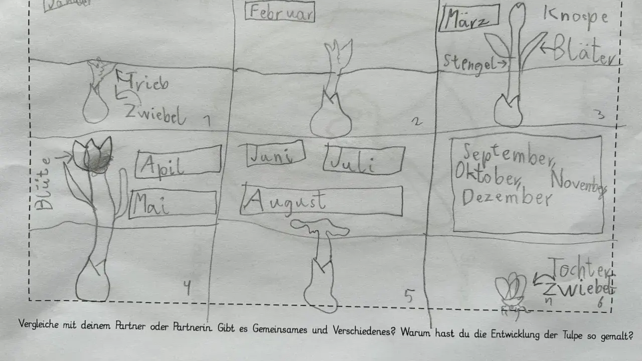 Zeichnung eines Tulpenjahres für das Herbarium der Schule: Von der Zwiebel im Januar bis zur Blüte im Mai und zurück zur Zwiebel im Herbst.