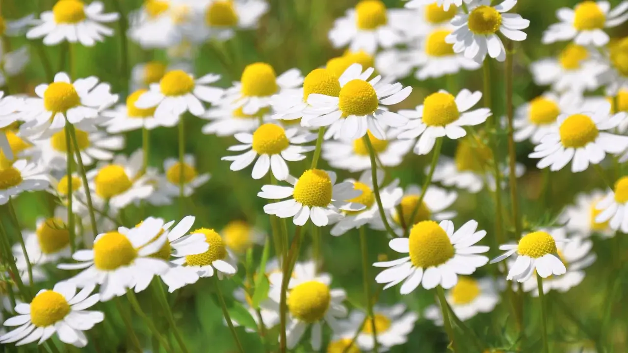 Ein Feld voller Kamillenblüten, bereit zum Kamille ernten. Die kleinen weißen Blüten mit gelben Zentren sind im Fokus.