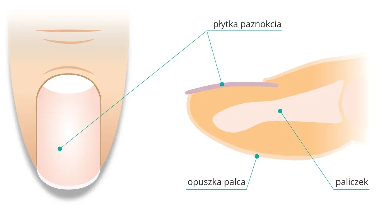 Przekrój palca z widoczną płytką paznokcia i opuszkiem. Paznokieć to wytwór naskórka chroniący paliczek.