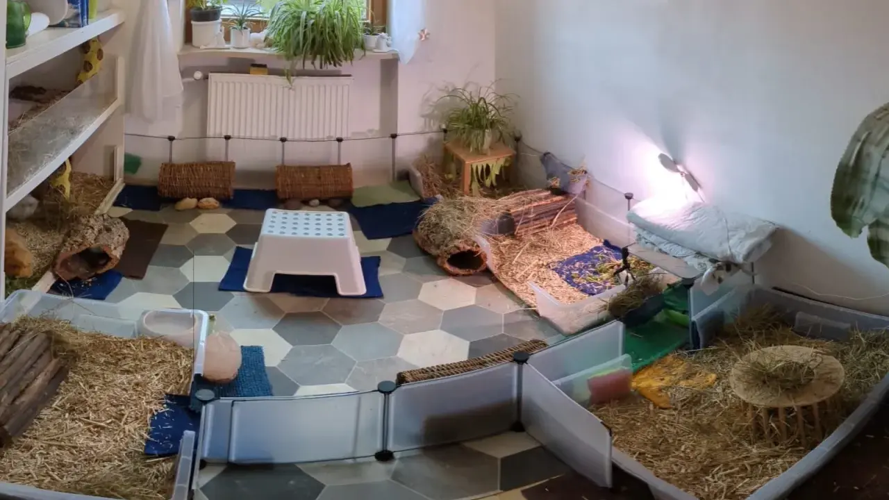 Ein geräumiges Meerschweinchen Gehege, inspiriert von Kallax Regalen, mit viel Einstreu, Häusern und Verstecken für die kleinen Nager.