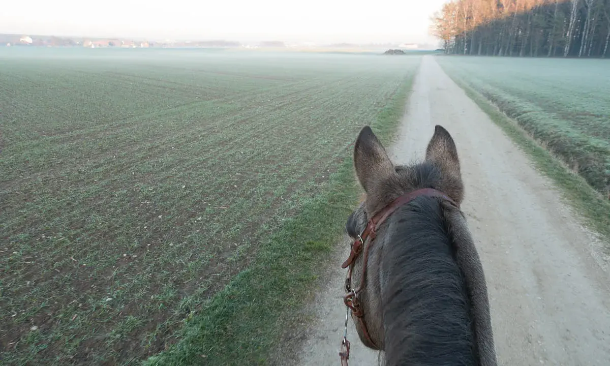 Pferd auf einem Feldweg, Nebel über den Feldern. Der richtige **trabstangen abstand** ist wichtig für ein gutes Training.