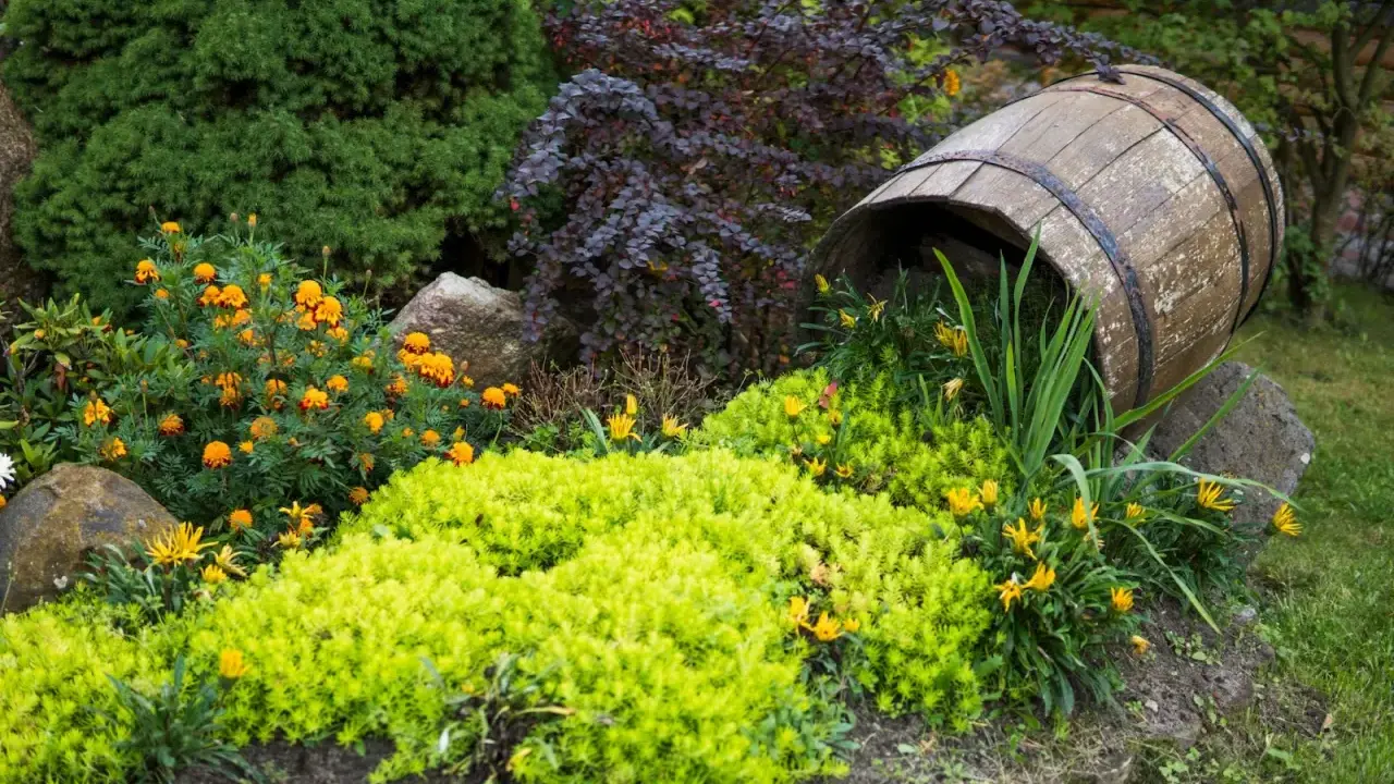 En gammal tunna vilar bland låga blommande buskar och gröna växter. Orange och gula blommor lyser upp trädgården.