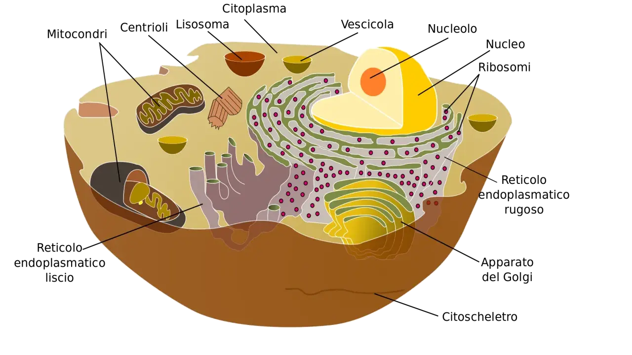 Diagramma di una cellula animale con organelli come mitocondri, nucleo e reticolo endoplasmatico. Il nucleo, con il suo nucleolo, è una parte vitale della cellula.
